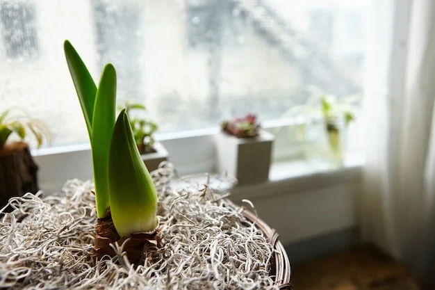 Planta junto a la ventana de la consulta, a media mañana